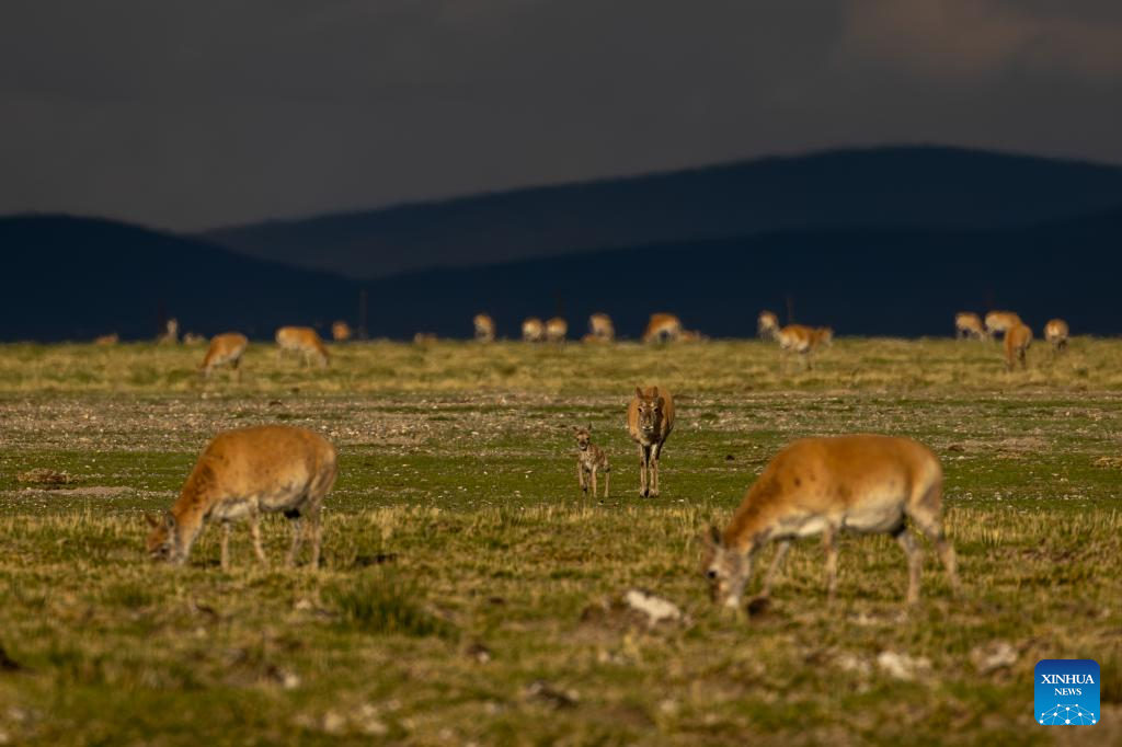 Tibetan antelopes embark on birth-giving season in SW China