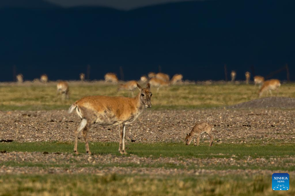 Tibetan antelopes embark on birth-giving season in SW China