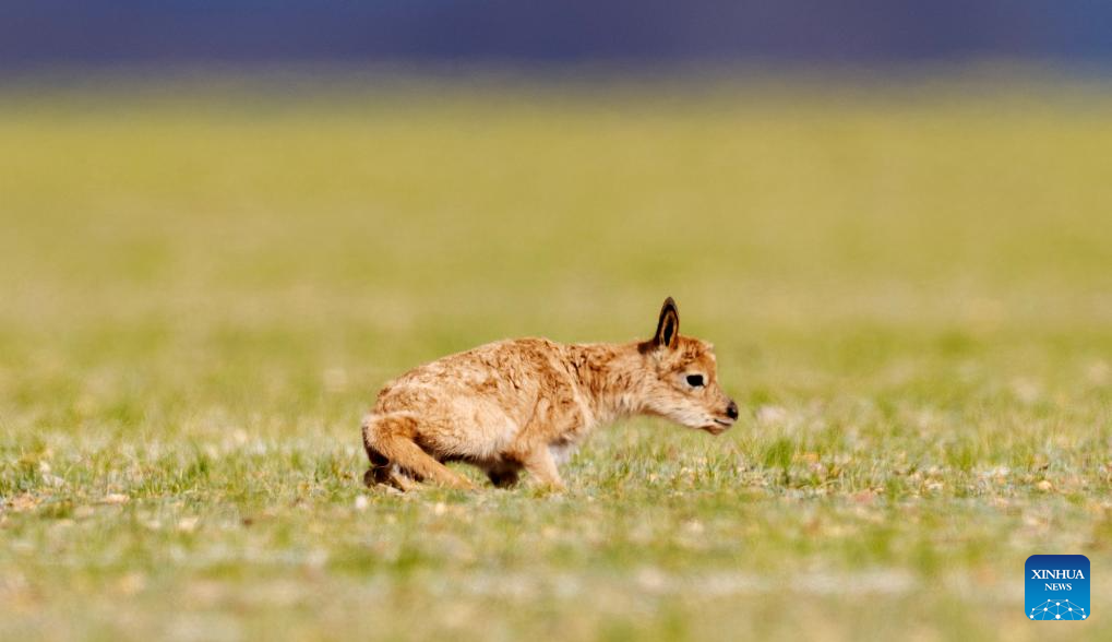 Tibetan antelopes embark on birth-giving season in SW China