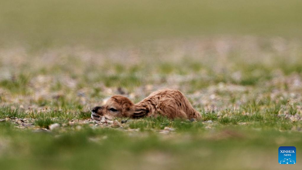 Tibetan antelopes embark on birth-giving season in SW China