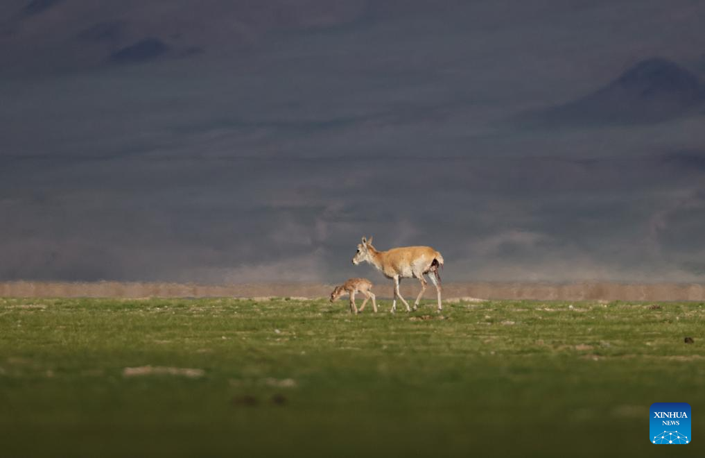 Tibetan antelopes embark on birth-giving season in SW China