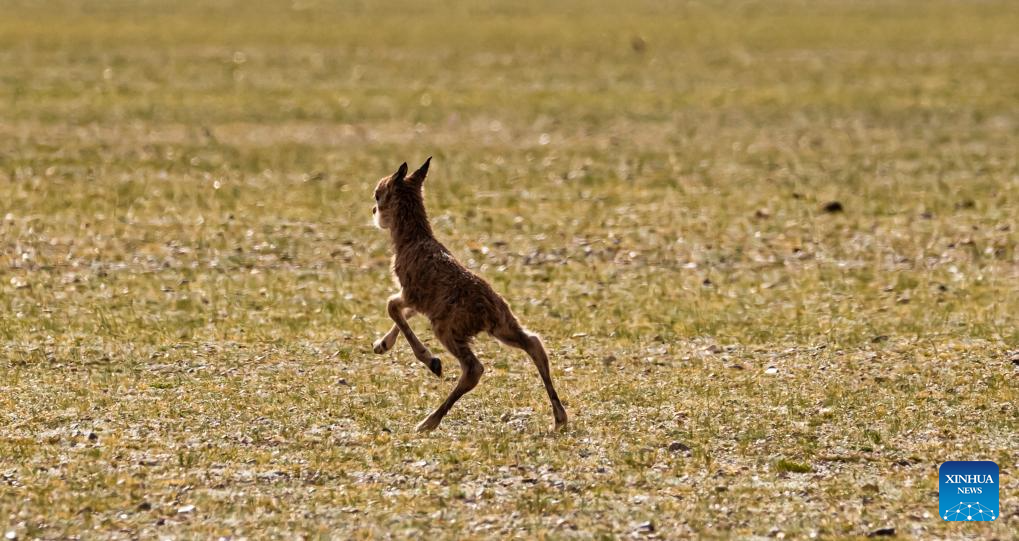 Tibetan antelopes embark on birth-giving season in SW China