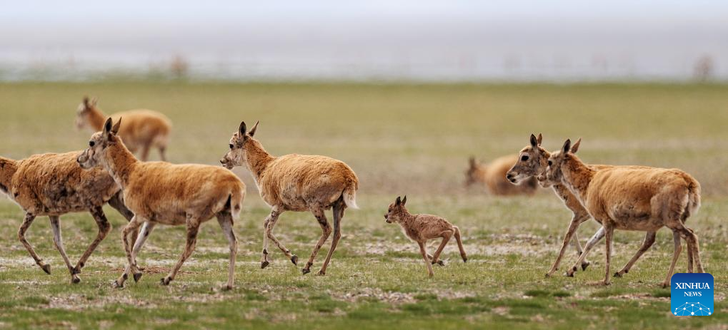 Tibetan antelopes embark on birth-giving season in SW China