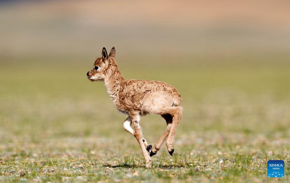 Tibetan antelopes embark on birth-giving season in SW China