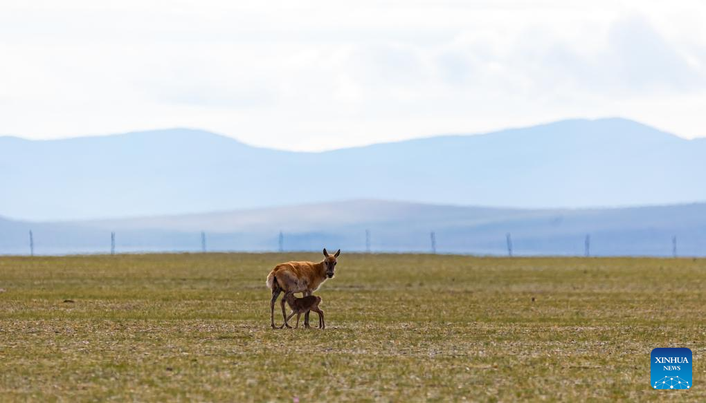 Tibetan antelopes embark on birth-giving season in SW China