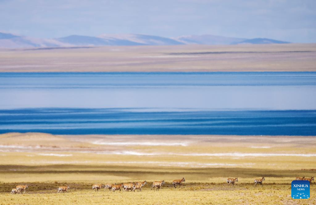 In pics: migration of Tibetan antelopes in Xizang