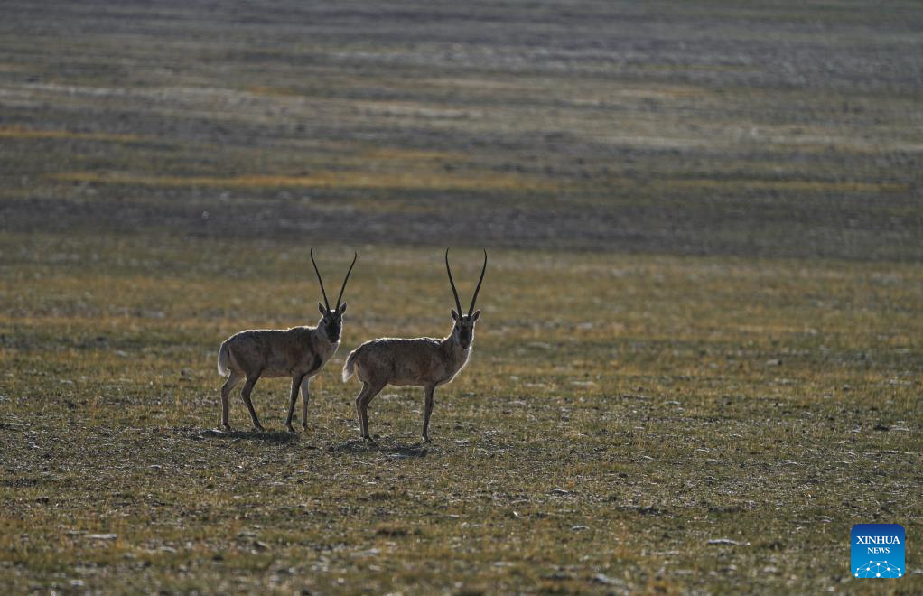 In pics: migration of Tibetan antelopes in Xizang