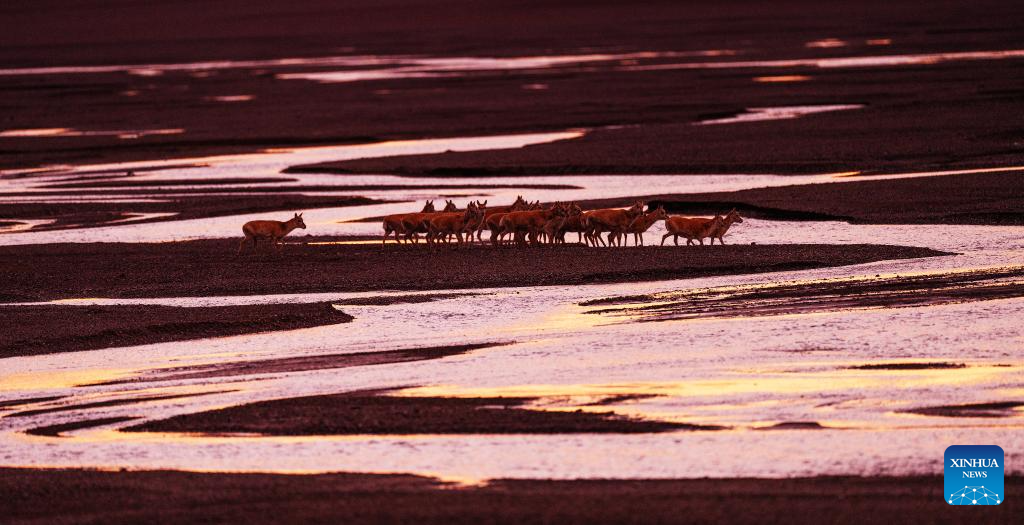 In pics: migration of Tibetan antelopes in Xizang