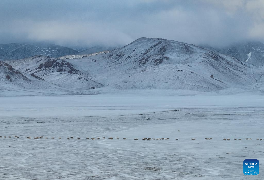 In pics: migration of Tibetan antelopes in Xizang