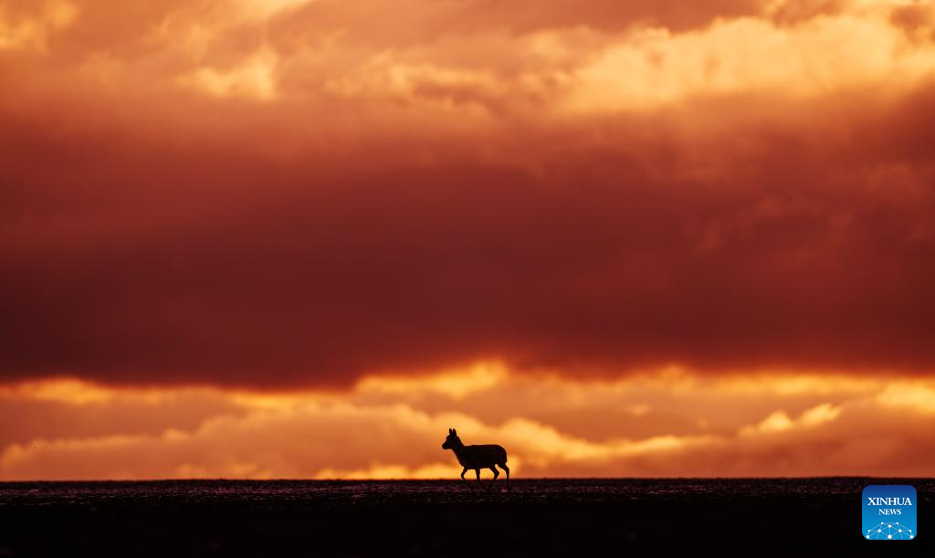 In pics: migration of Tibetan antelopes in Xizang