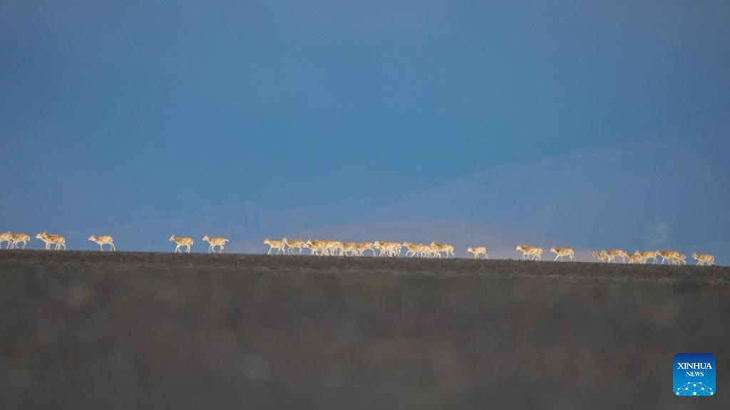 In pics: migration of Tibetan antelopes in Xizang