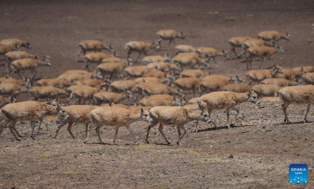 In pics: migration of Tibetan antelopes in Xizang