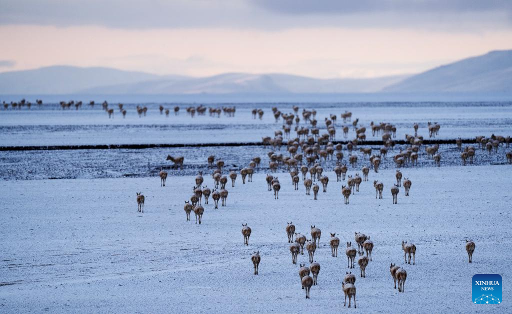 In pics: migration of Tibetan antelopes in Xizang