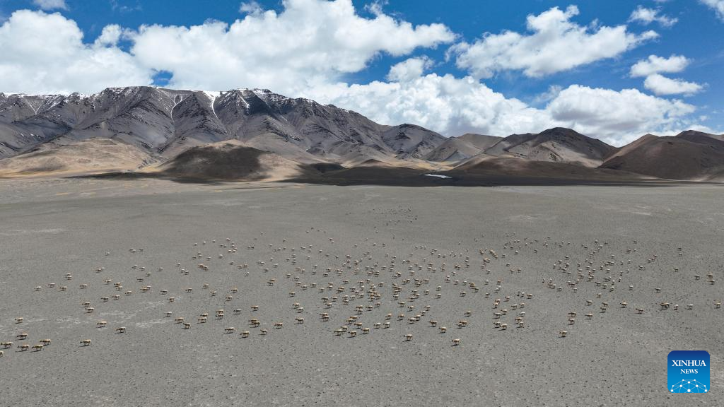 In pics: migration of Tibetan antelopes in Xizang