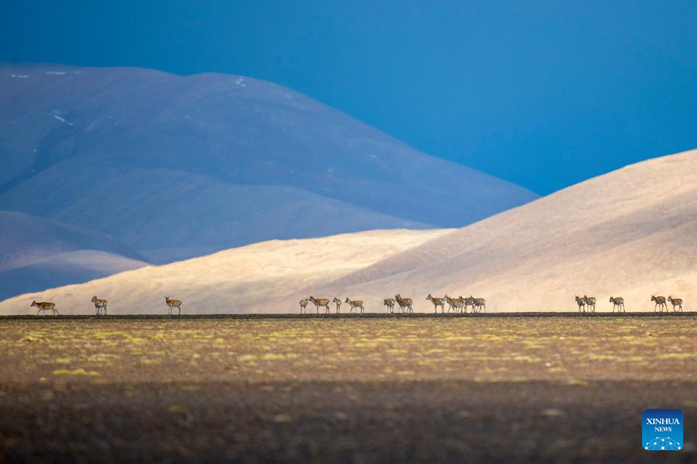 In pics: migration of Tibetan antelopes in Xizang