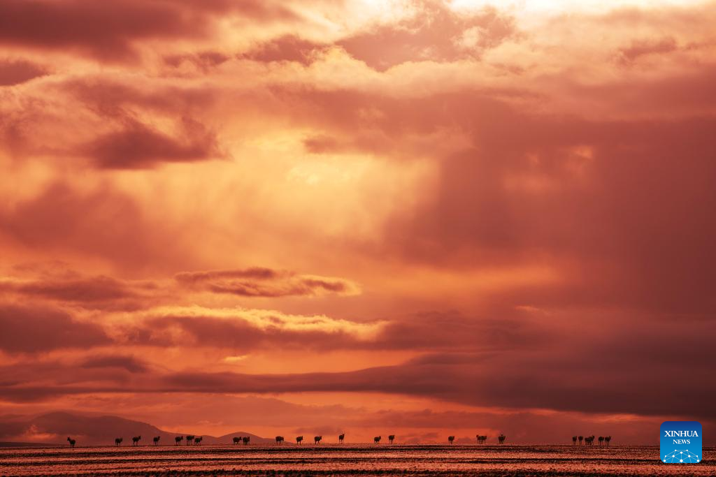 In pics: migration of Tibetan antelopes in Xizang