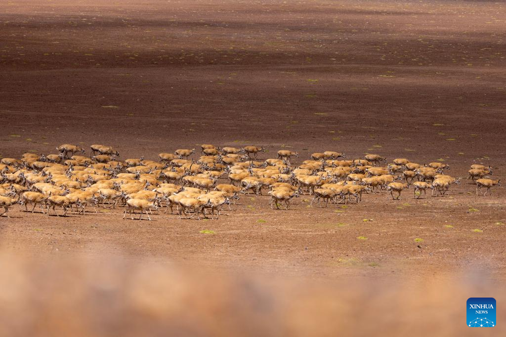 In pics: migration of Tibetan antelopes in Xizang