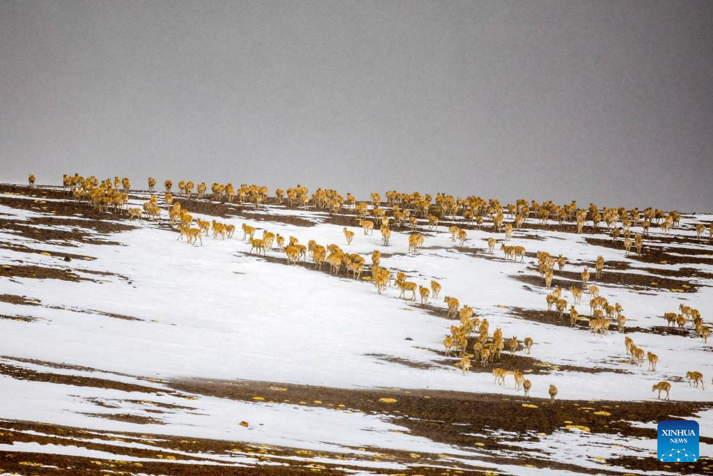 In pics: migration of Tibetan antelopes in Xizang