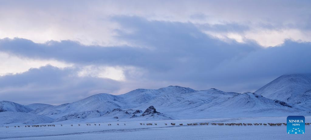 In pics: migration of Tibetan antelopes in Xizang