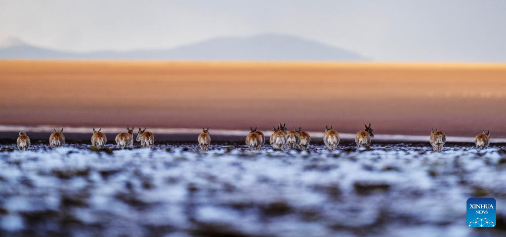 In pics: migration of Tibetan antelopes in Xizang