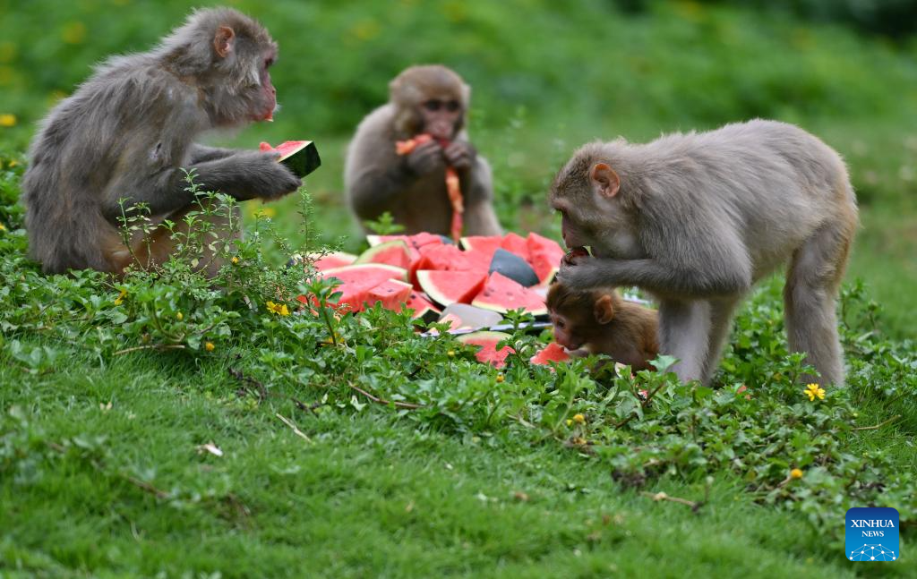 Animals stay cool as heat waves hit Hainan