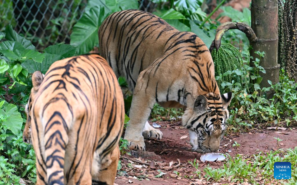 Animals stay cool as heat waves hit Hainan