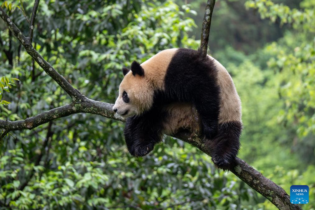 Giant pandas leave hometown for U.S.