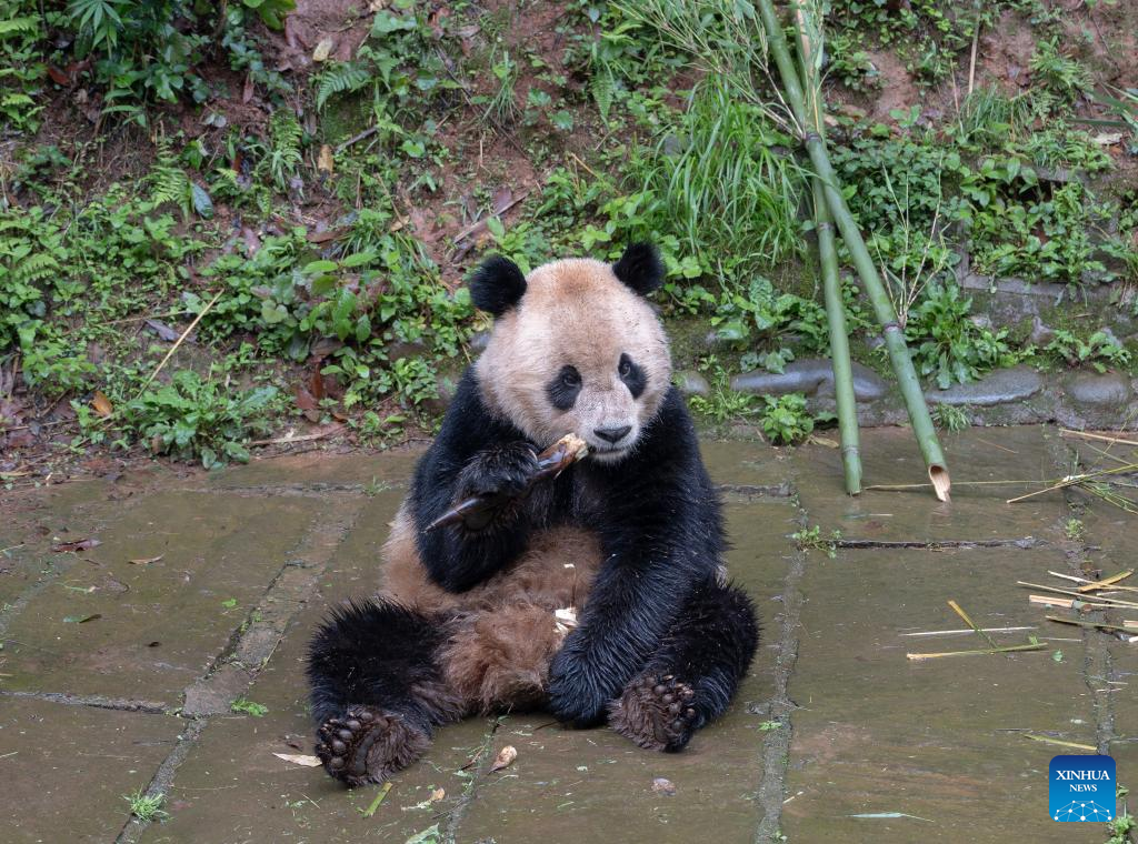 Giant pandas leave hometown for U.S.