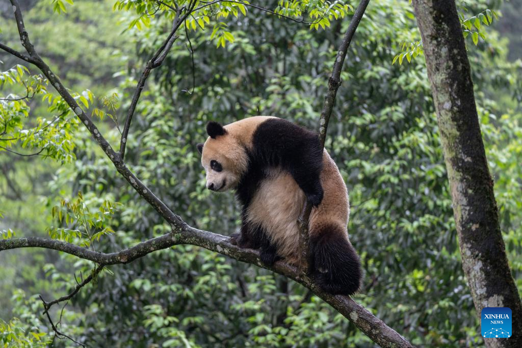 Giant pandas leave hometown for U.S.