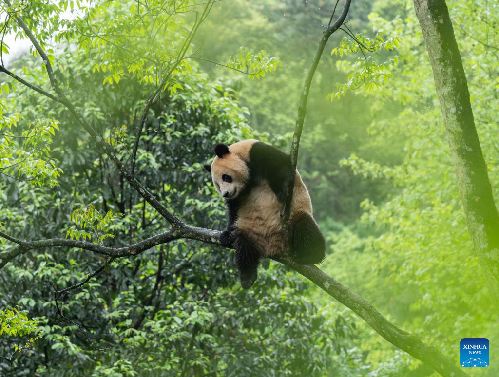 Giant pandas leave hometown for U.S.