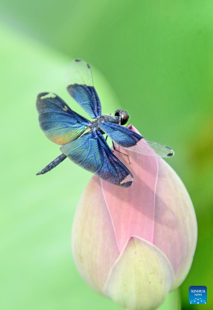 In pics: lotus flowers at Yuanmingyuan Park in Beijing