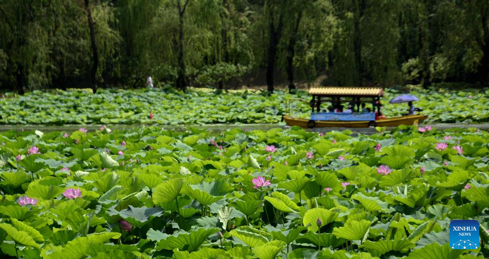 In pics: lotus flowers at Yuanmingyuan Park in Beijing