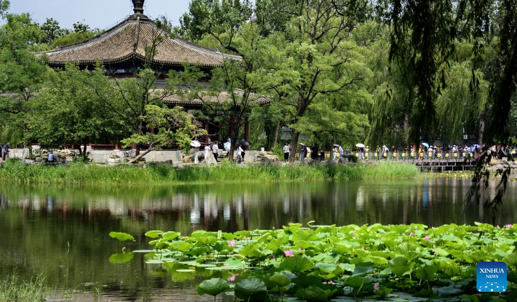 In pics: lotus flowers at Yuanmingyuan Park in Beijing