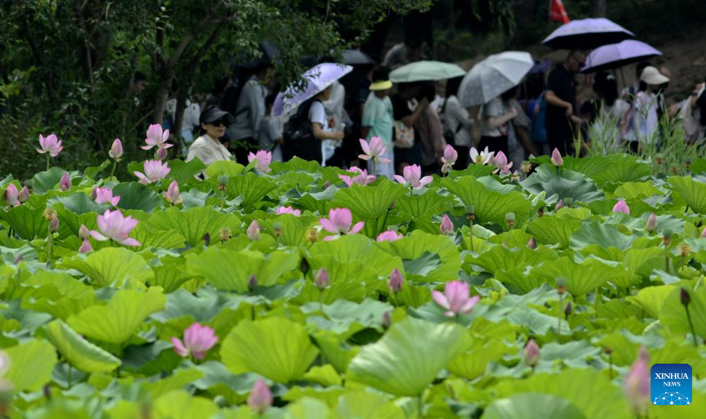 In pics: lotus flowers at Yuanmingyuan Park in Beijing