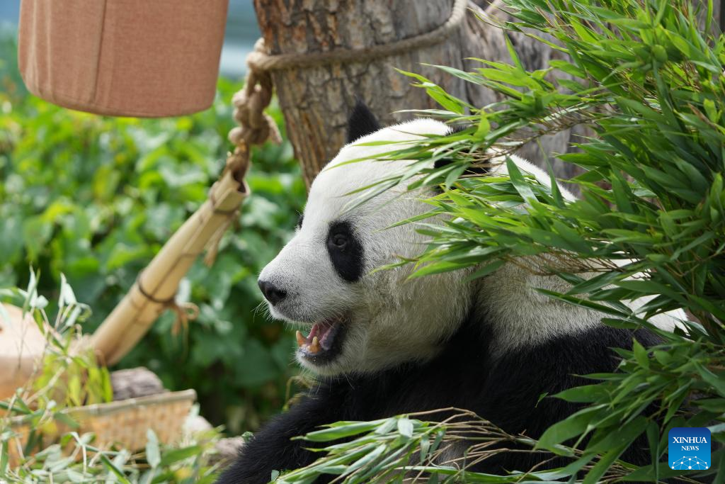 In pics: giant pandas at Xining Panda House in Qinghai