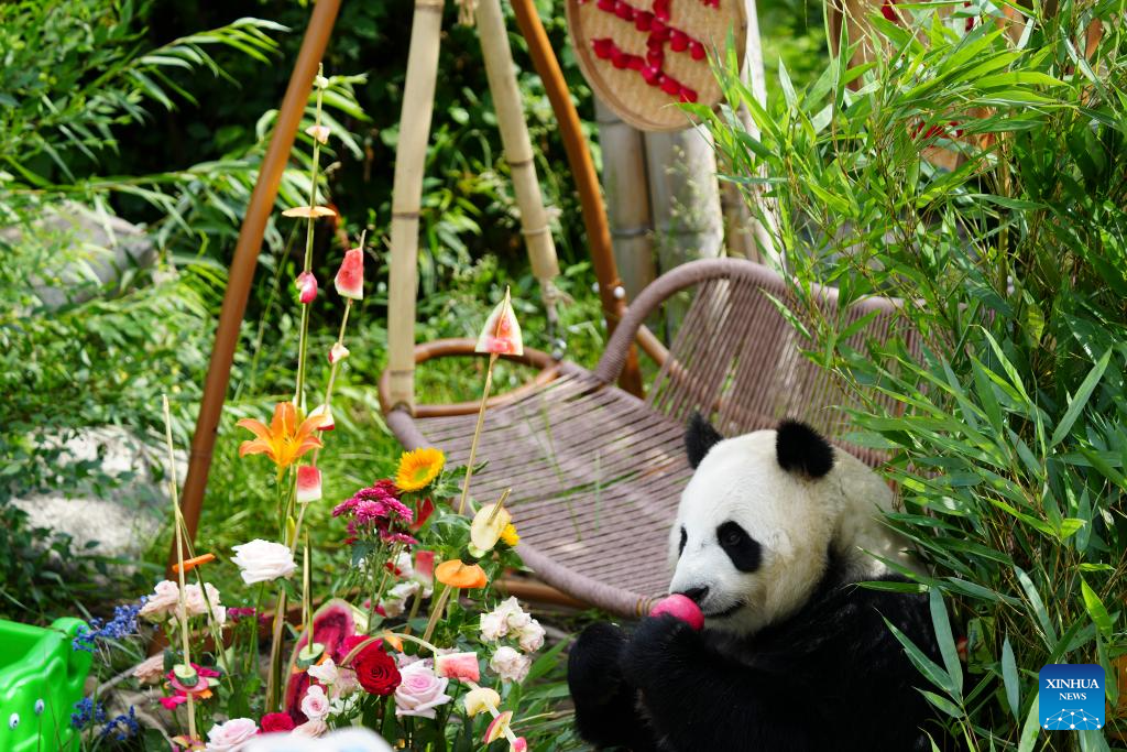 In pics: giant pandas at Xining Panda House in Qinghai