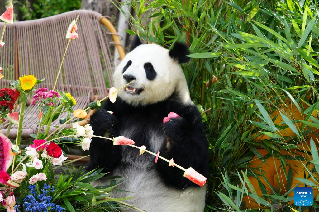 In pics: giant pandas at Xining Panda House in Qinghai