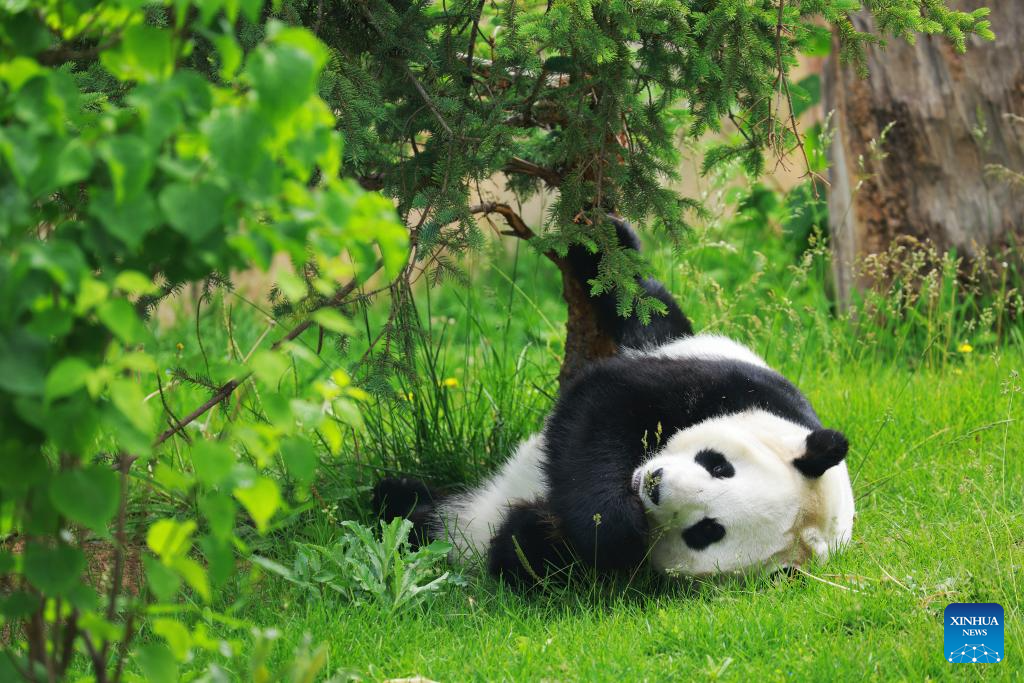 In pics: giant pandas at Xining Panda House in Qinghai