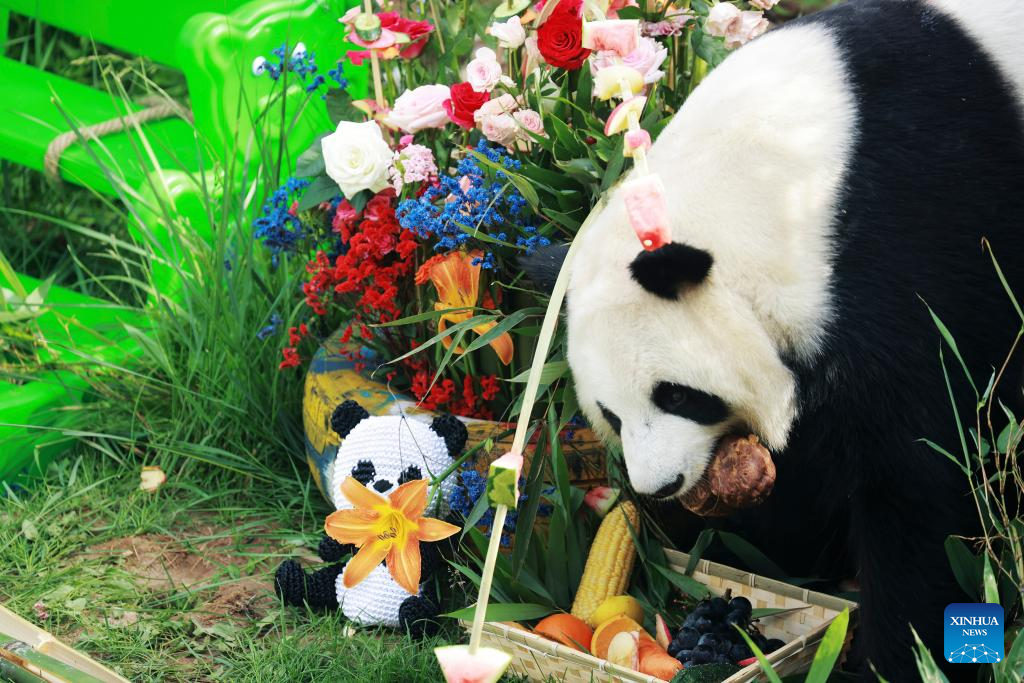 In pics: giant pandas at Xining Panda House in Qinghai