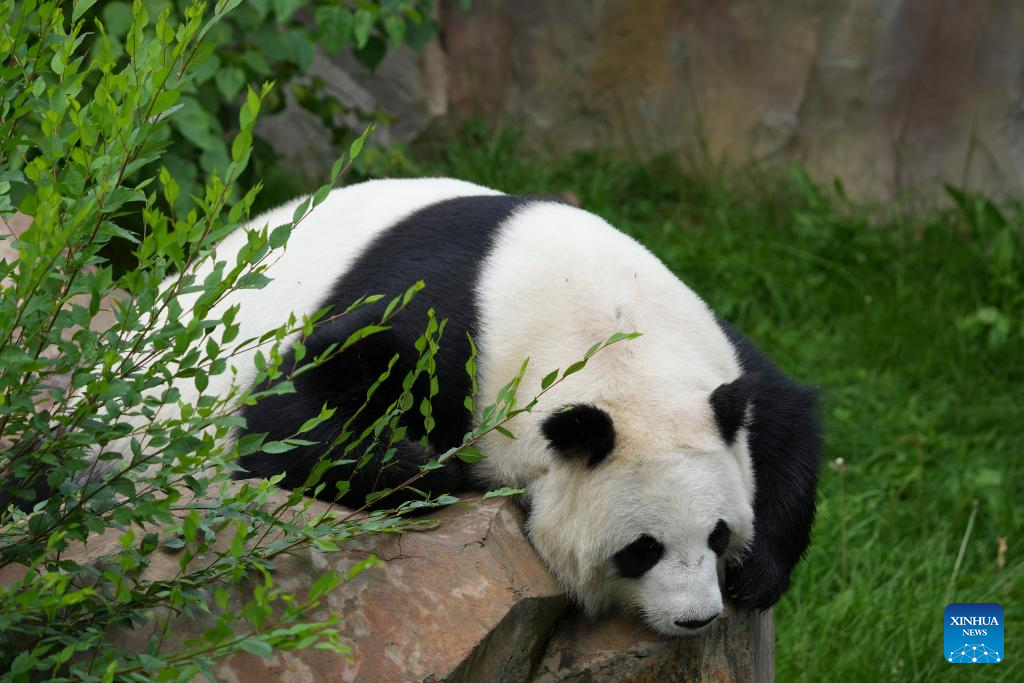 In pics: giant pandas at Xining Panda House in Qinghai