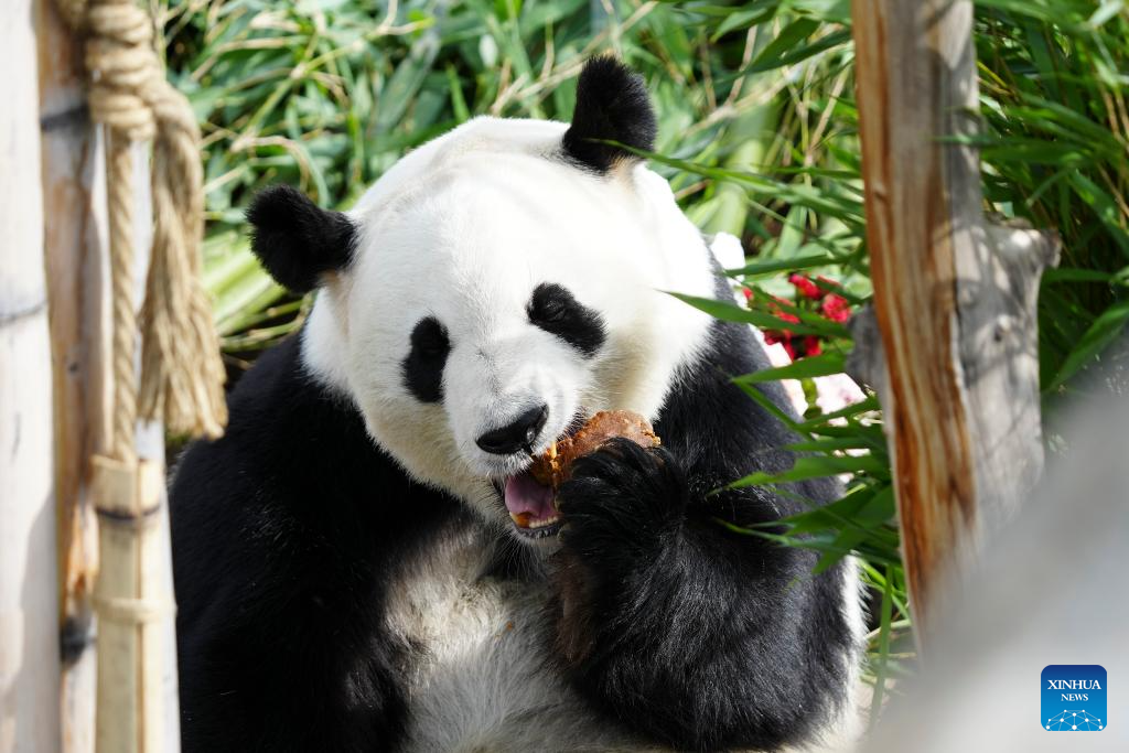 In pics: giant pandas at Xining Panda House in Qinghai