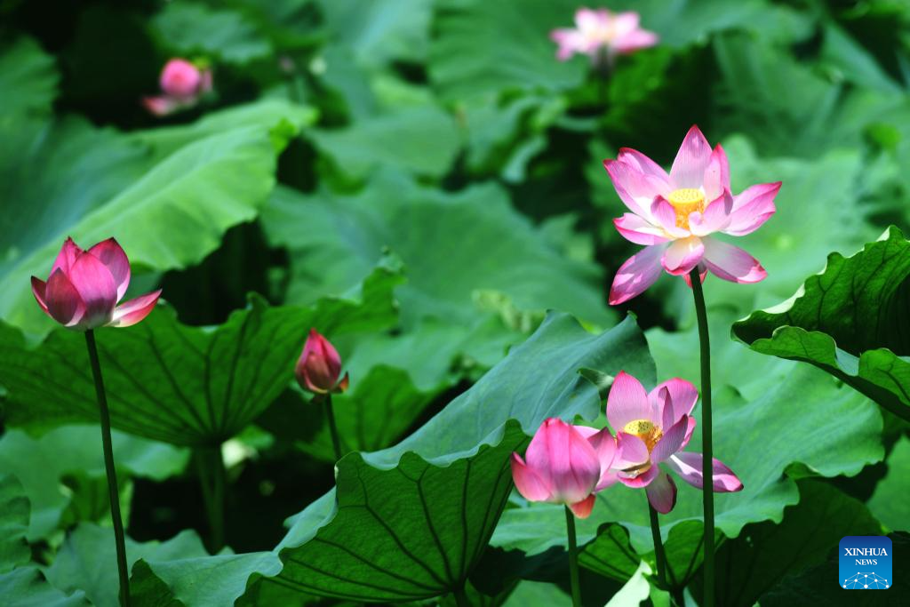 People enjoy lotus flowers in Rugao City, China's Jiangsu