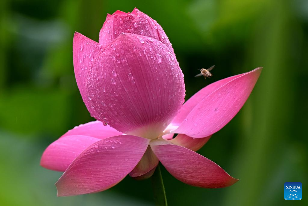 People enjoy lotus flowers in Rugao City, China's Jiangsu