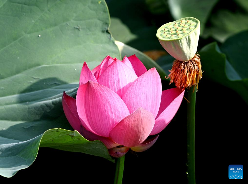 People enjoy lotus flowers in Rugao City, China's Jiangsu