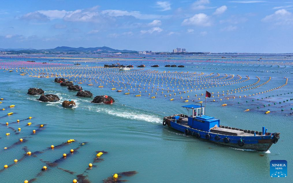 Kelp harvested in Rongcheng, China's Shandong