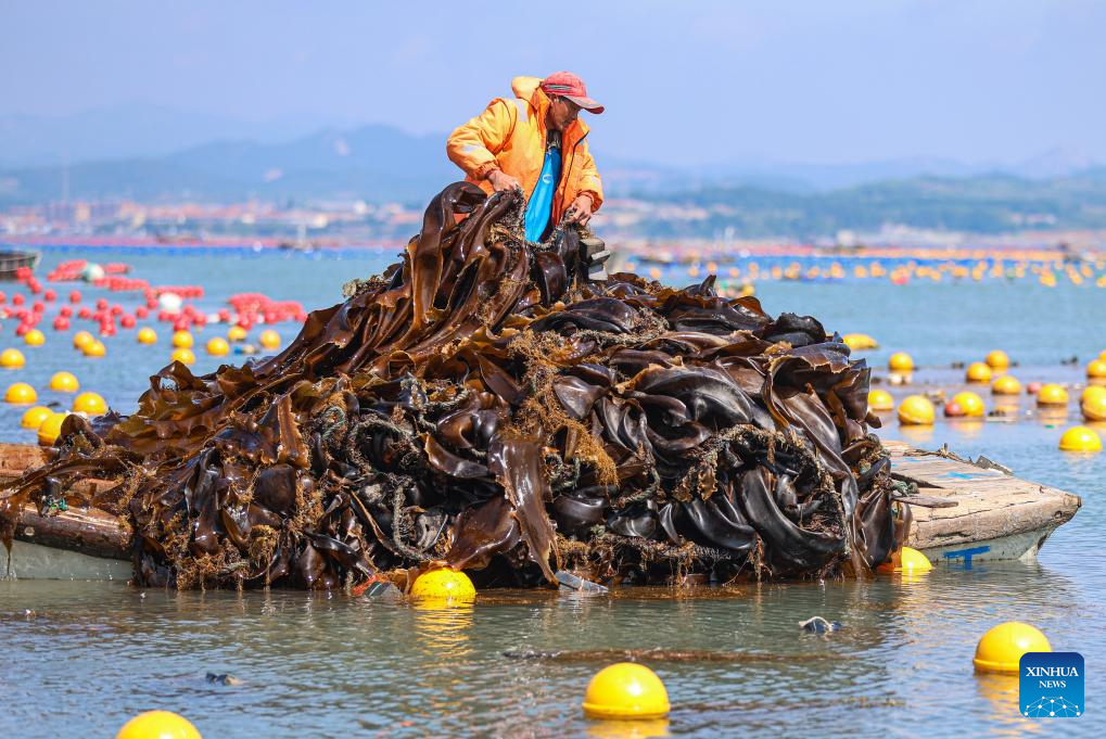 Kelp harvested in Rongcheng, China's Shandong