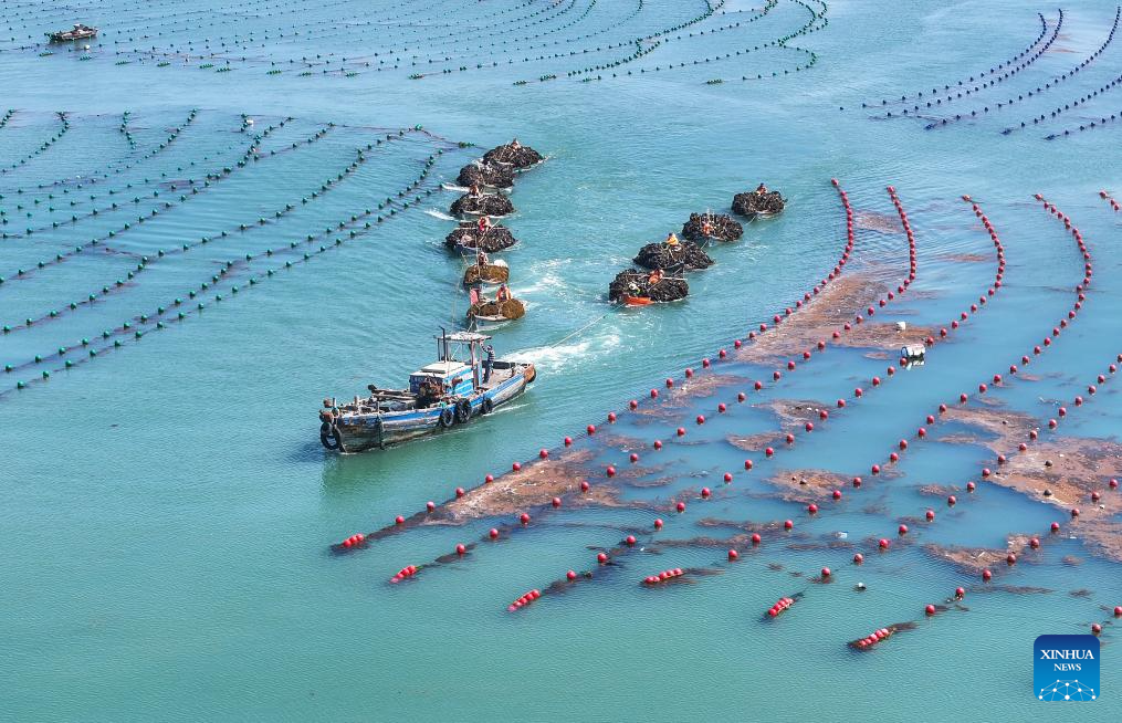 Kelp harvested in Rongcheng, China's Shandong