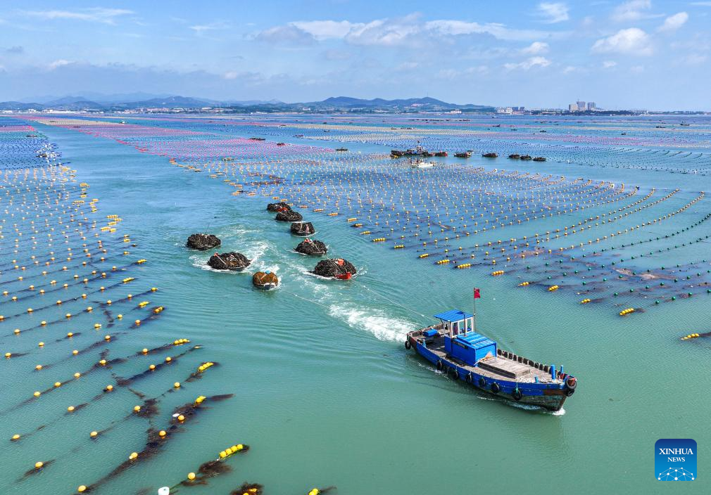 Kelp harvested in Rongcheng, China's Shandong