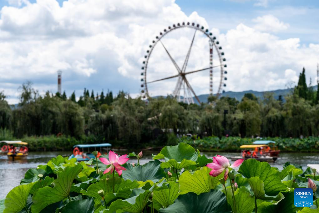 Visitors enjoy lotus flowers at Daguan Park in Kunming