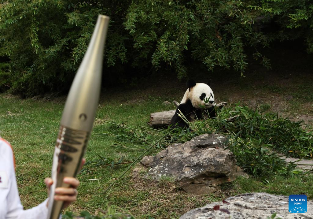 Giant panda seen before torch relay of Paris 2024 at Beauval Zoo